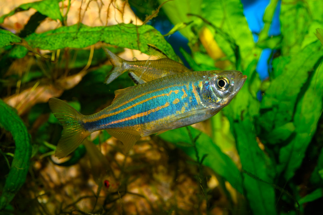 Giant Danio