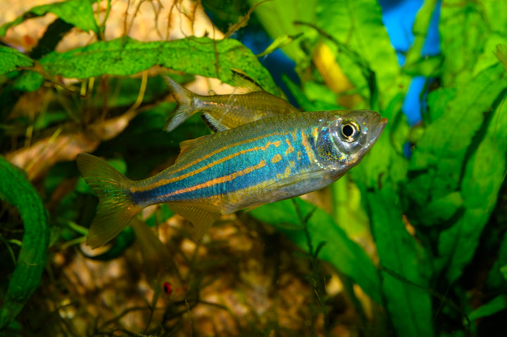 Giant Danio
