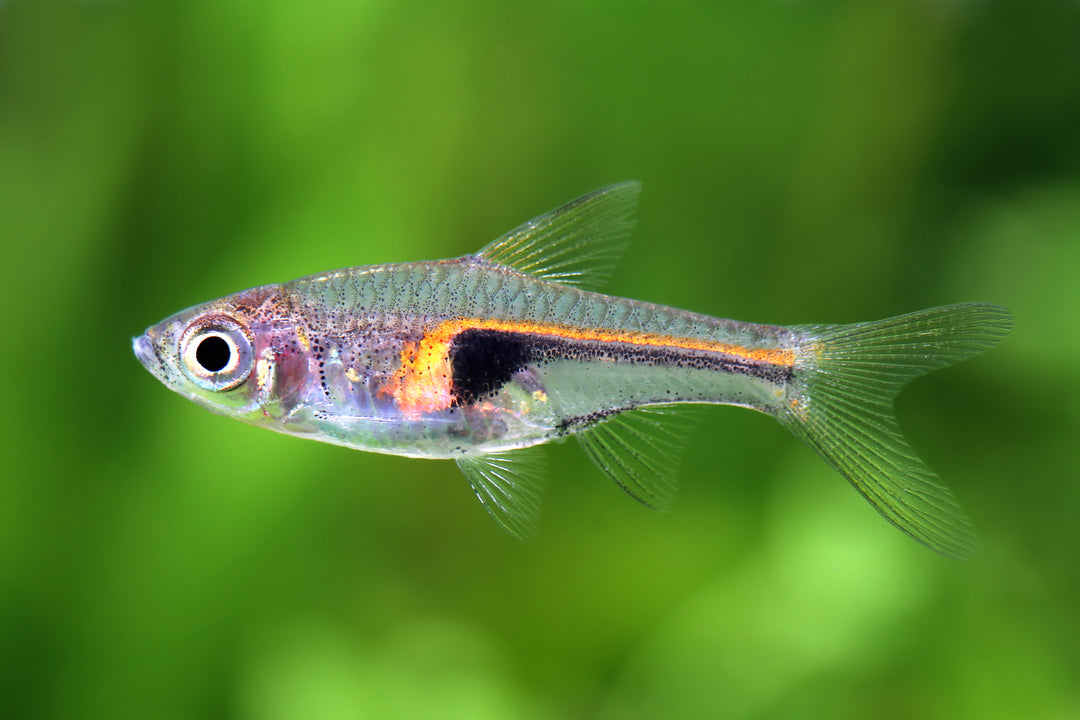 Glowlight Rasbora