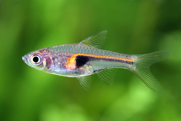 Glowlight Rasbora