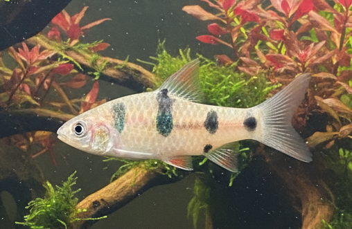 Gold Clown Barb
