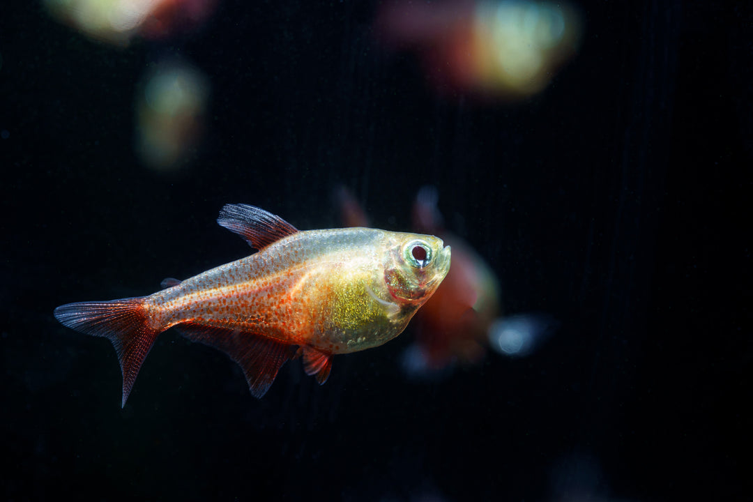 Gold Flame Tetra