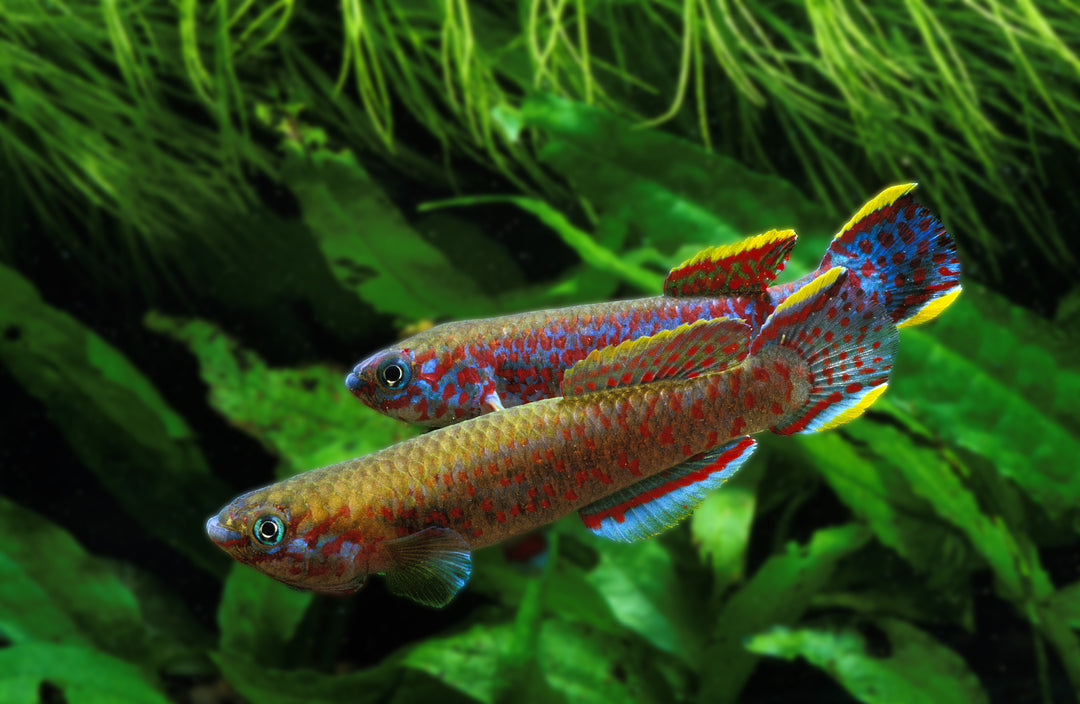 Gold Lyretail Killifish
