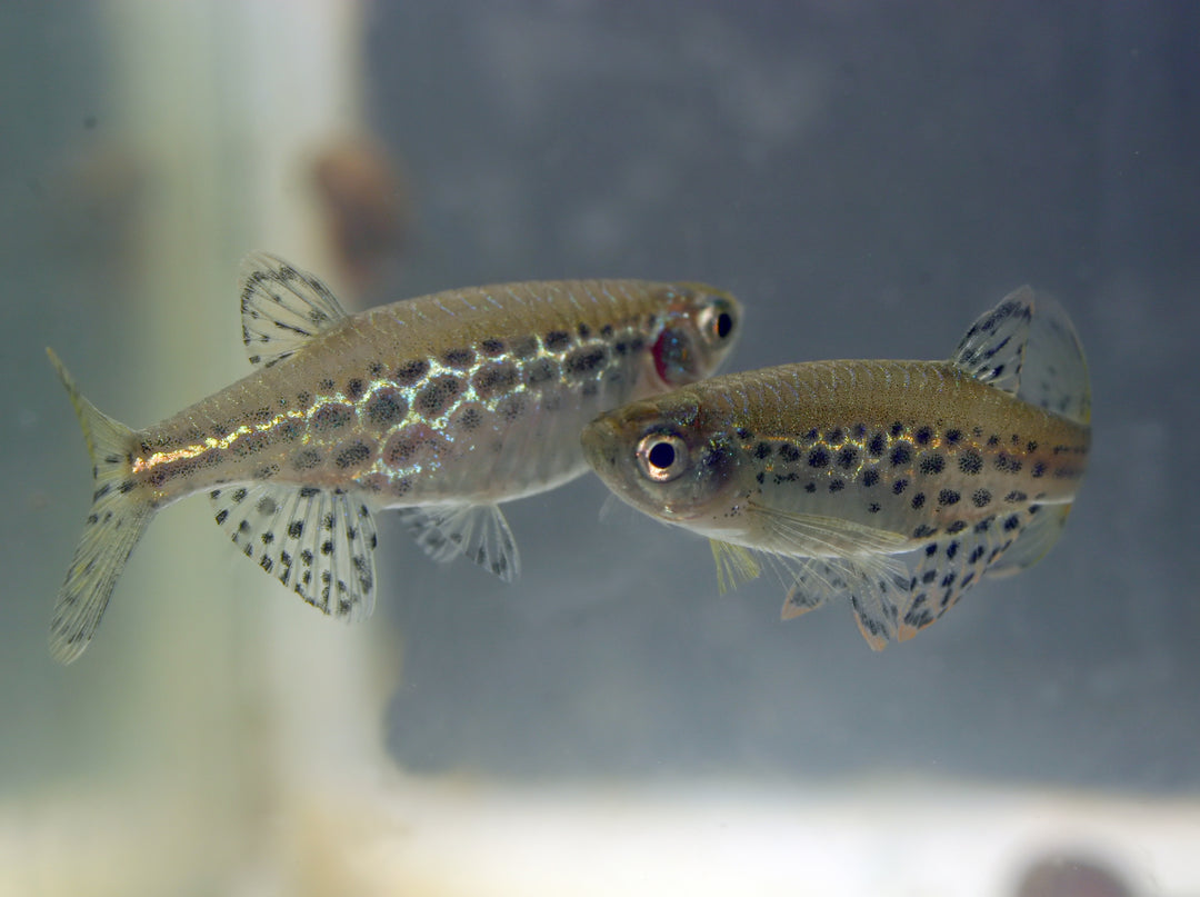 Gold Ring Danio
