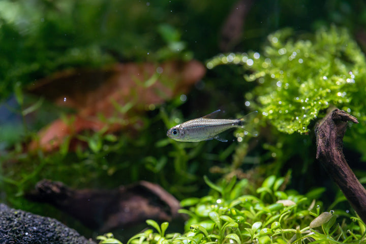 Gold Tetra