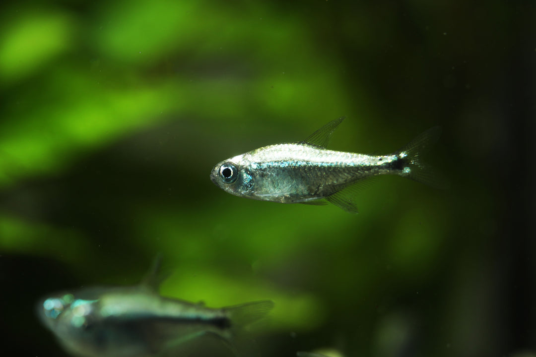 Gold Tetra
