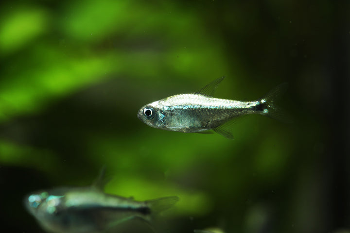 Gold Tetra