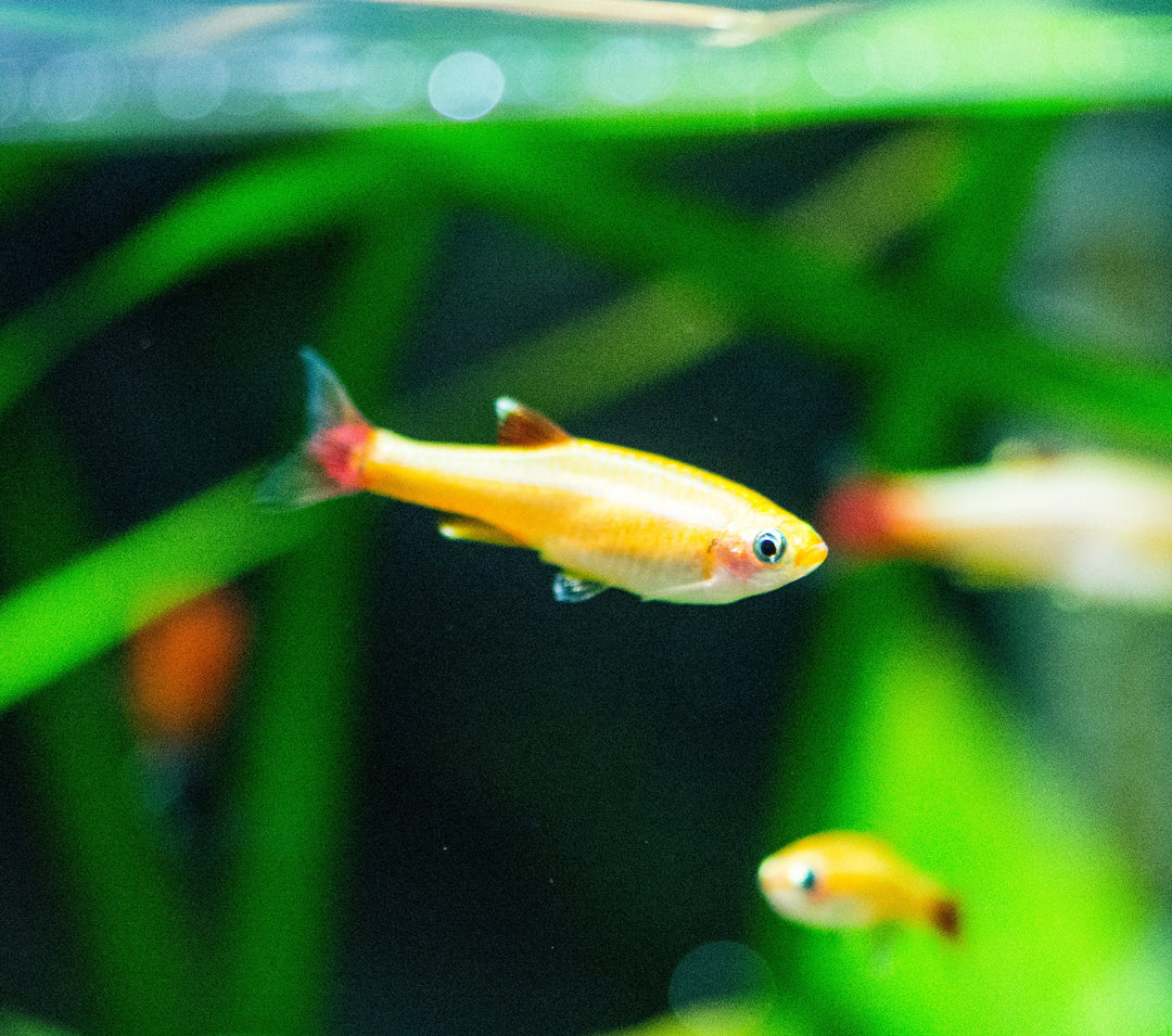 Gold White Cloud Mountain Minnow