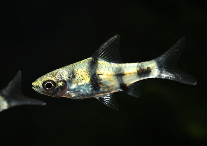 Golden Dwarf Barb