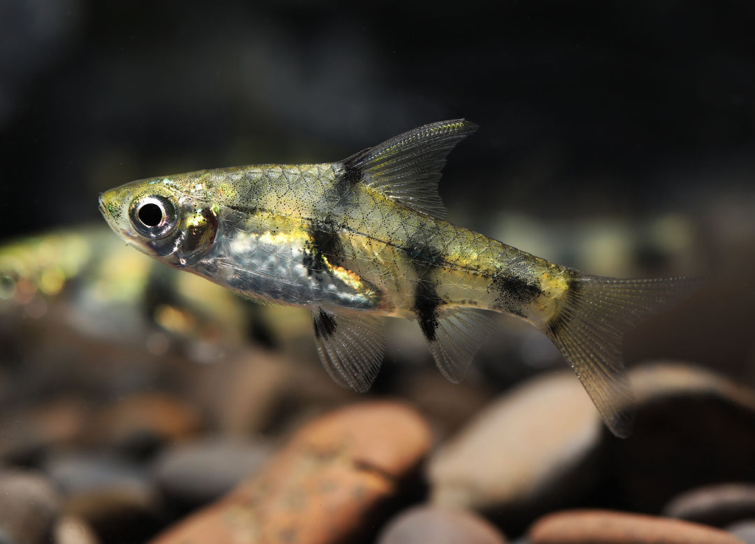 Golden Dwarf Barb