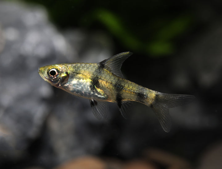Golden Dwarf Barb