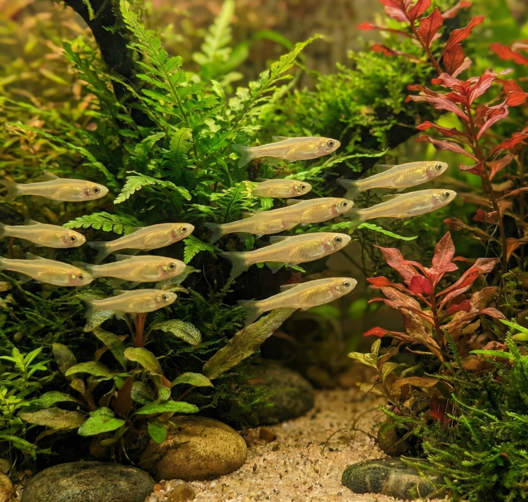 Golden Rasbora