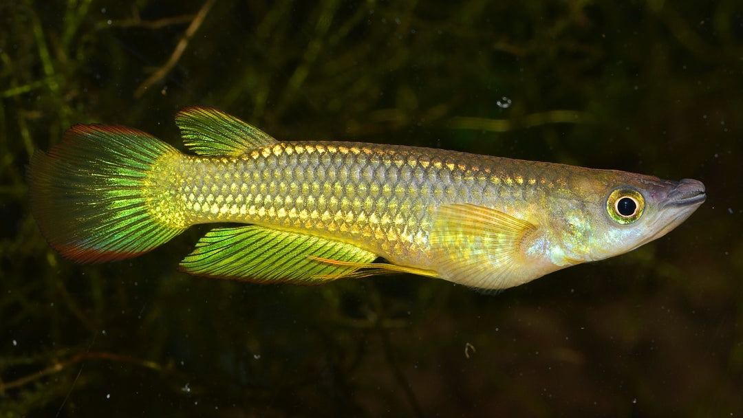 Golden Wonder Killifish