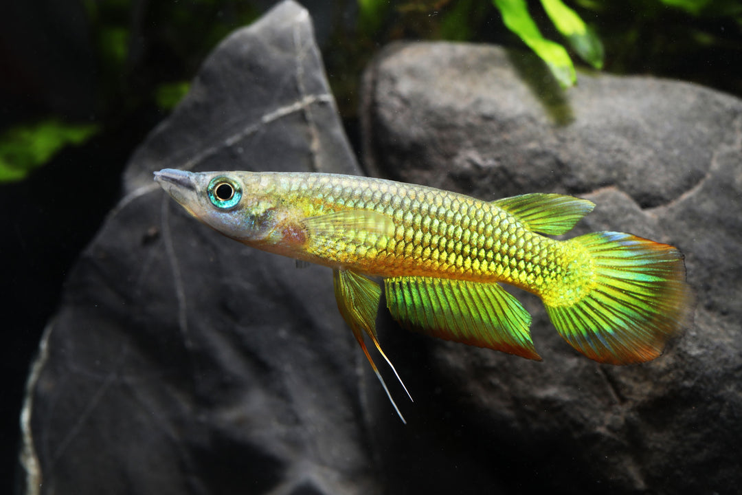 Golden Wonder Killifish