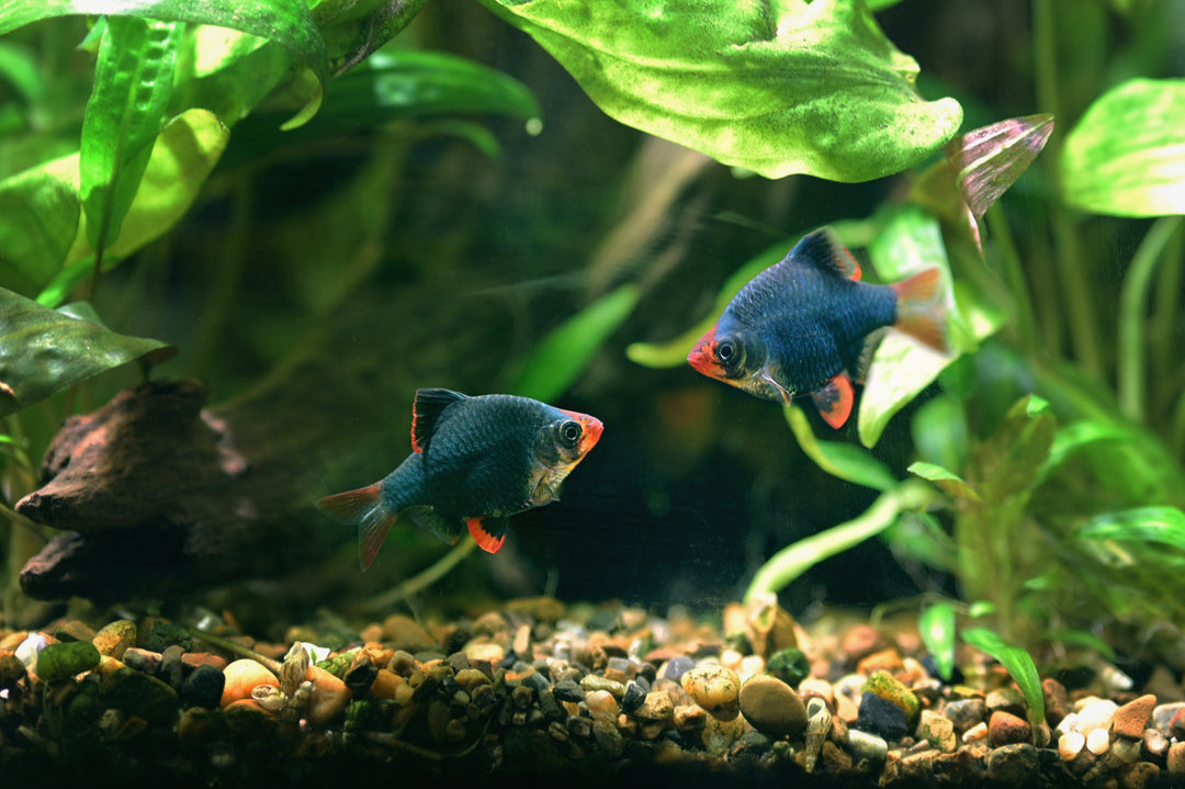 Green Tiger Barb