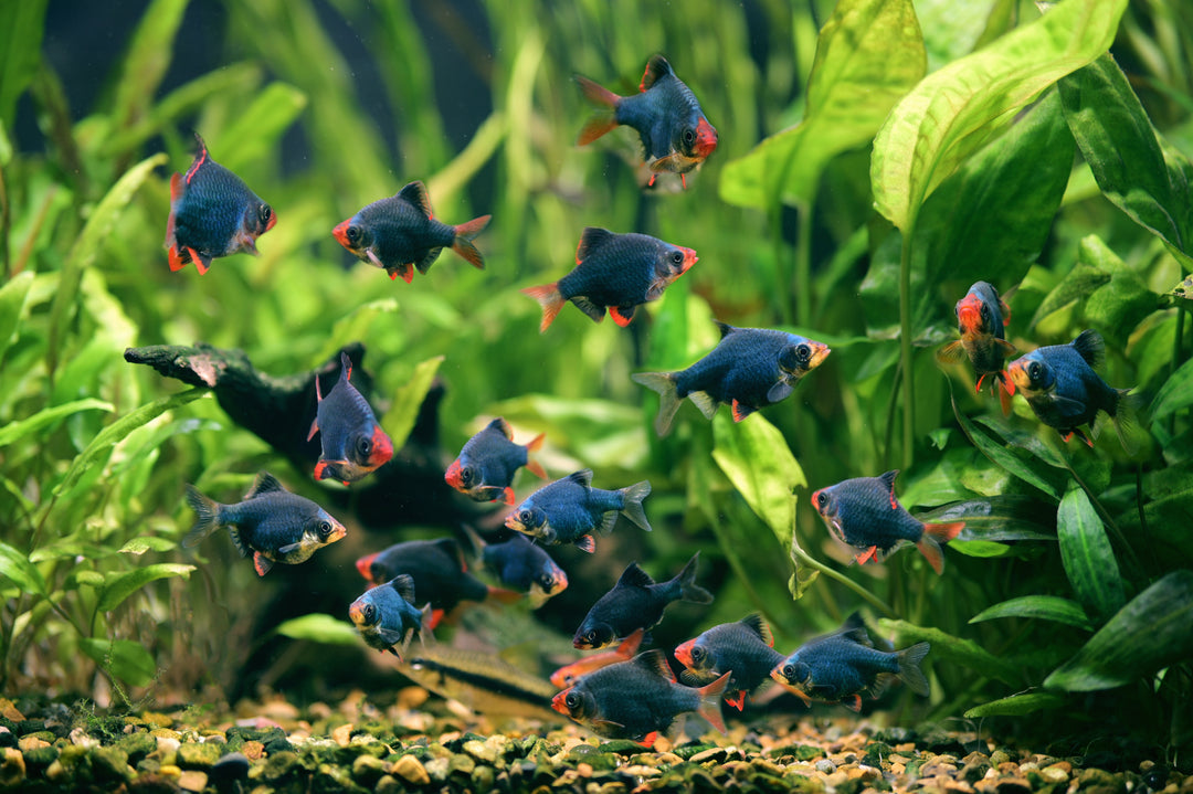 Green Tiger Barb