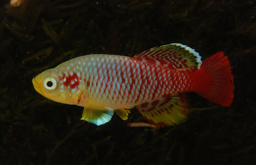 Gunther's Killi Fish
