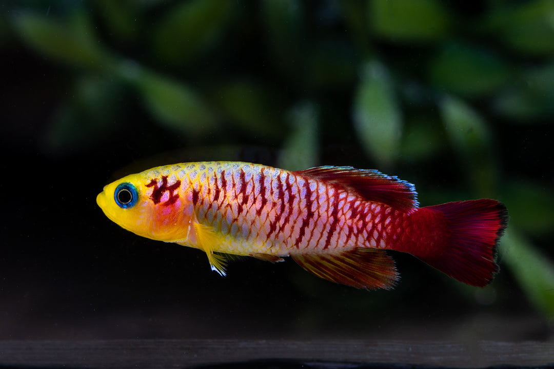 Gunther's Killi Fish