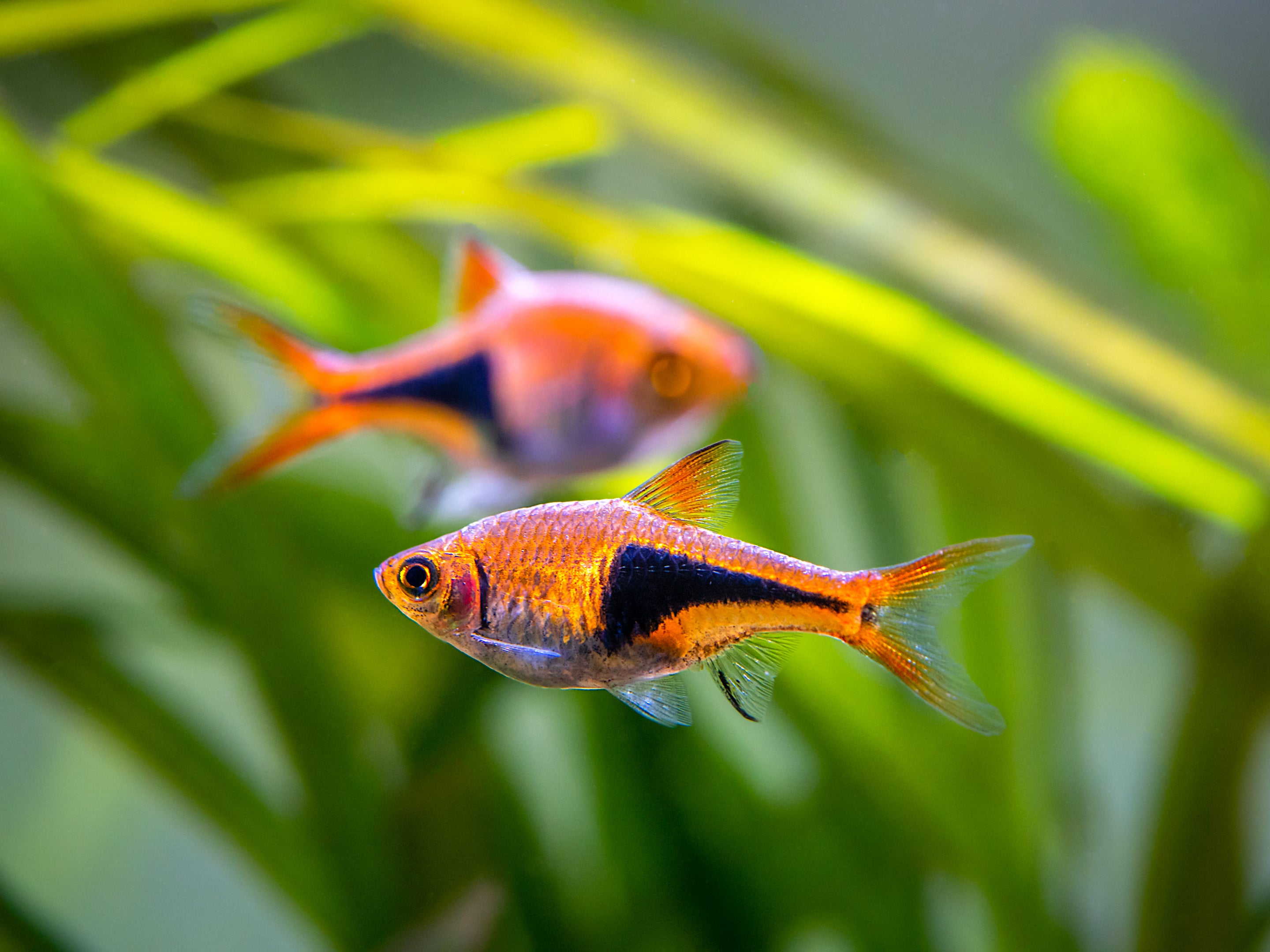 Bright orange Harlequin Rasbora fish from Cuboid Nature Aquarium swimming in clear water.