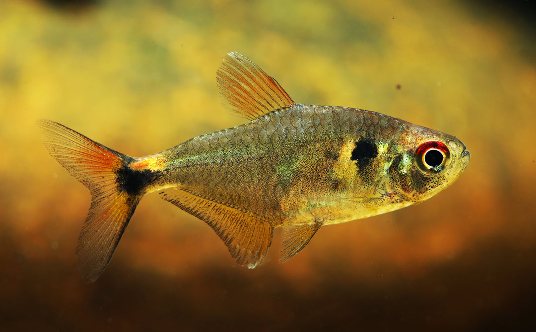 Head and Tail Light Tetra