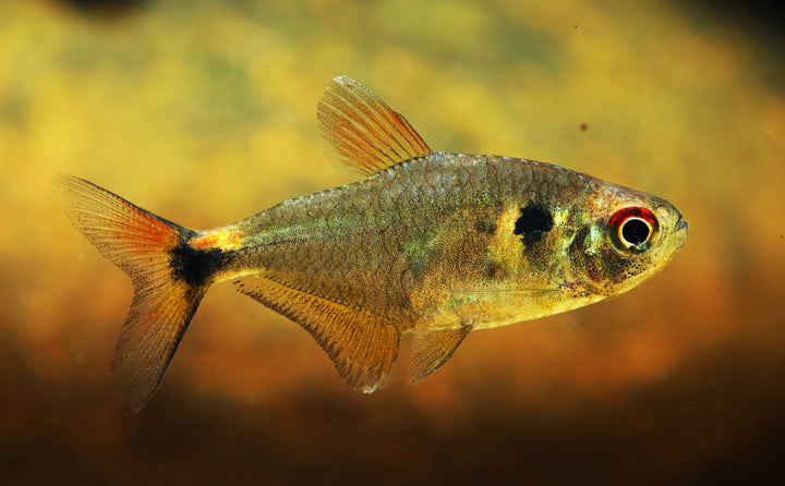 Head and Tail Light Tetra