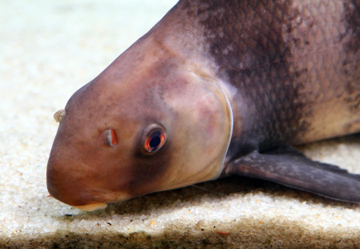 High Fin Banded Shark