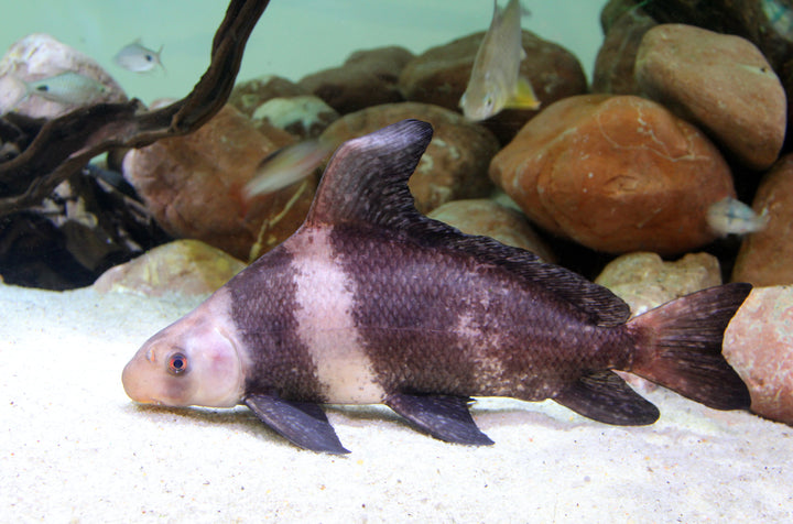 High Fin Banded Shark