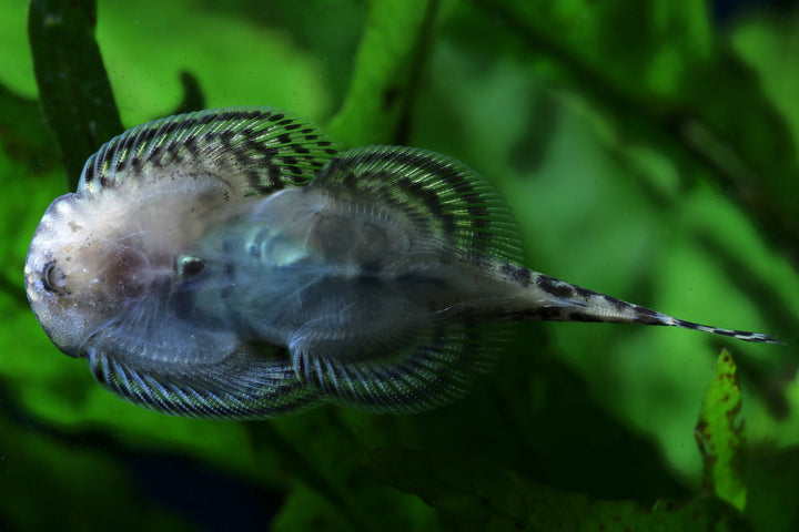 Hillstream Loach