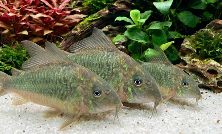 Hognose Catfish