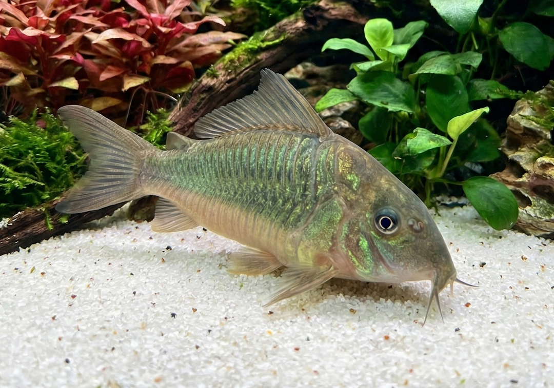 Hognose Catfish