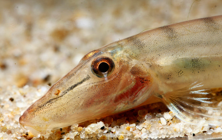 Horseface Loach