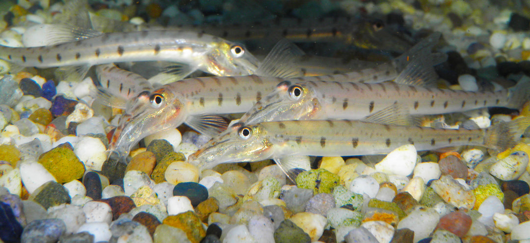 Horseface Loach