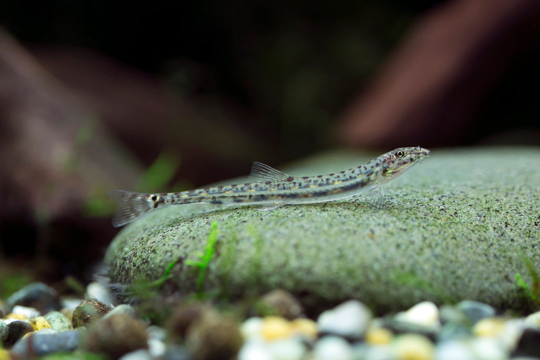 Horseface Loach