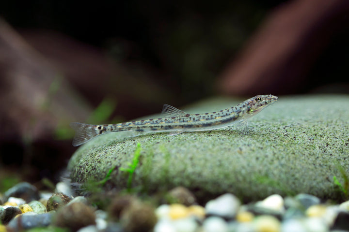 Horseface Loach