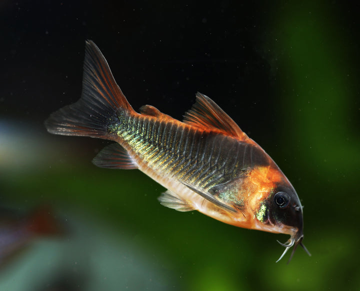 Horseman's Corydoras