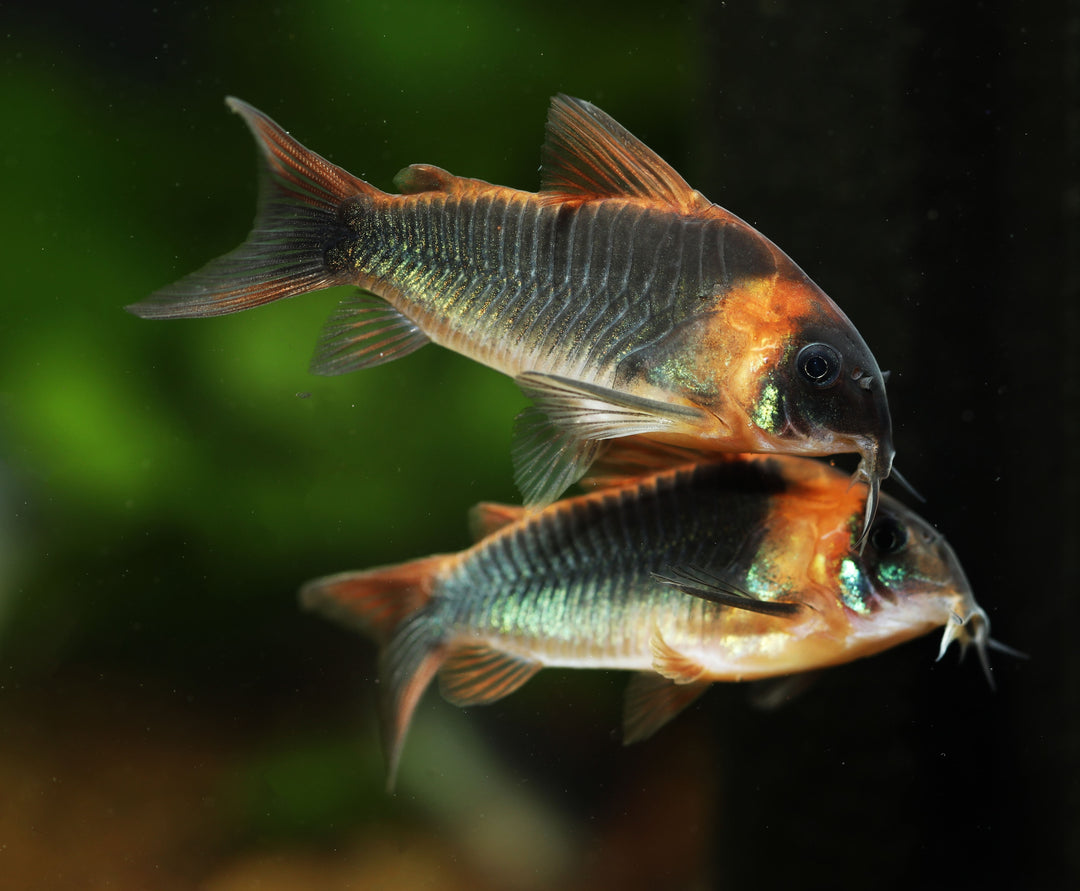 Horseman's Corydoras