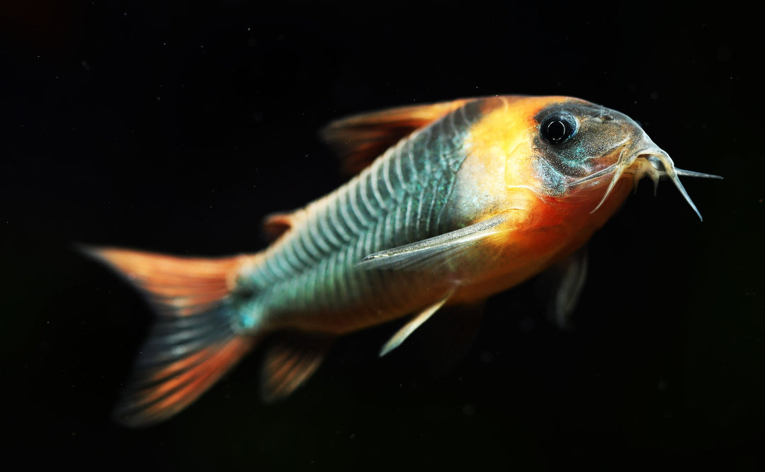 Horseman's Corydoras