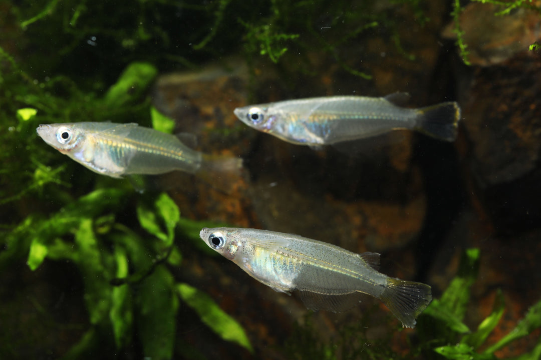 Javanese Ricefish