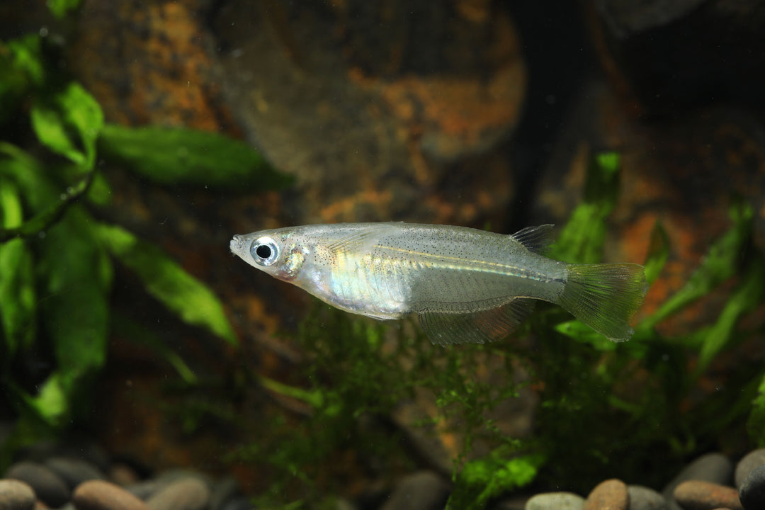 Javanese Ricefish