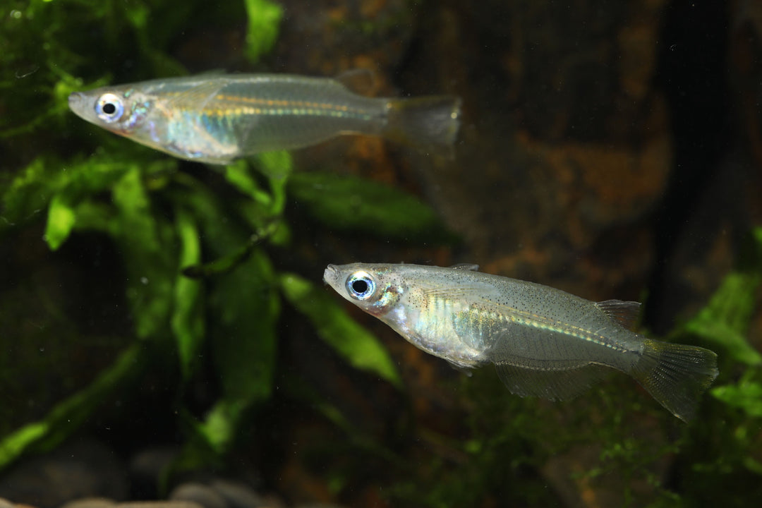 Javanese Ricefish