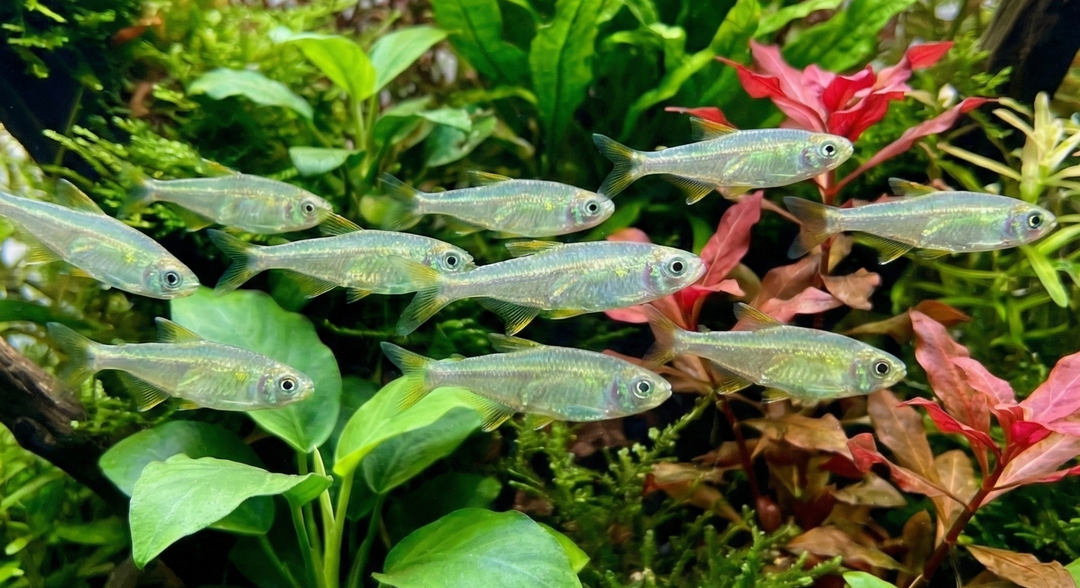 Jelly Bean Tetra