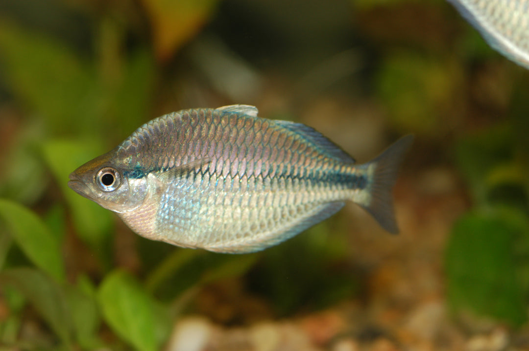 Kamaka Rainbow
