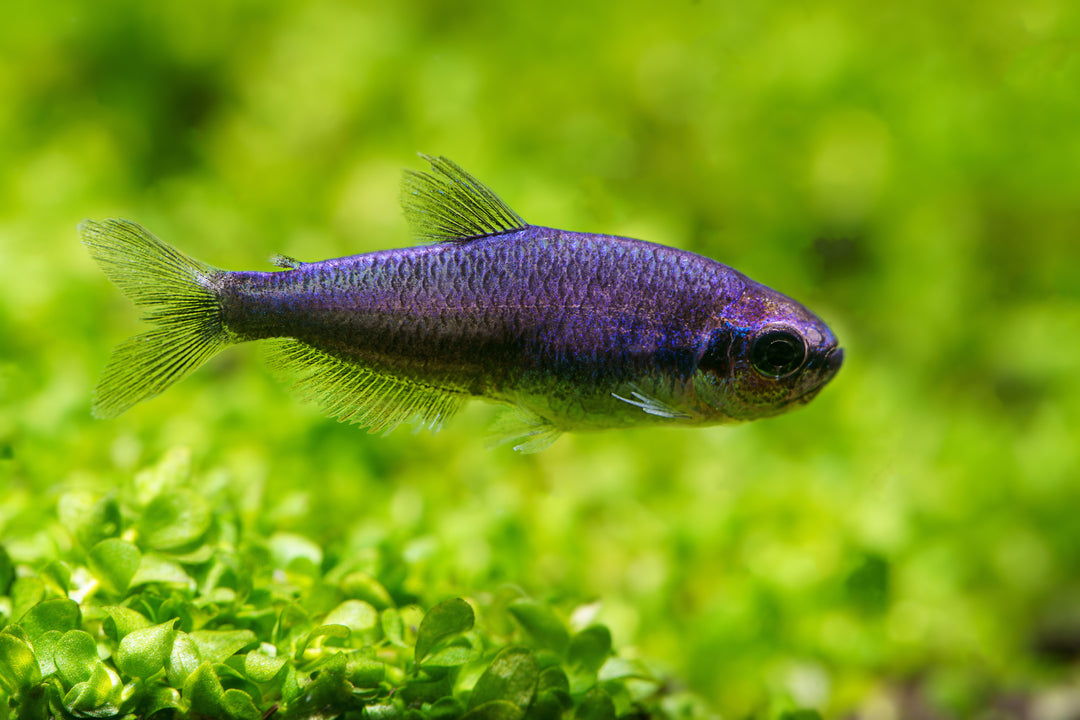 Kerri Tetra