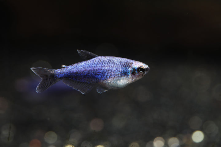 Kerri Tetra