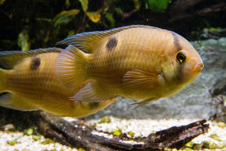 Keyhole Cichlid