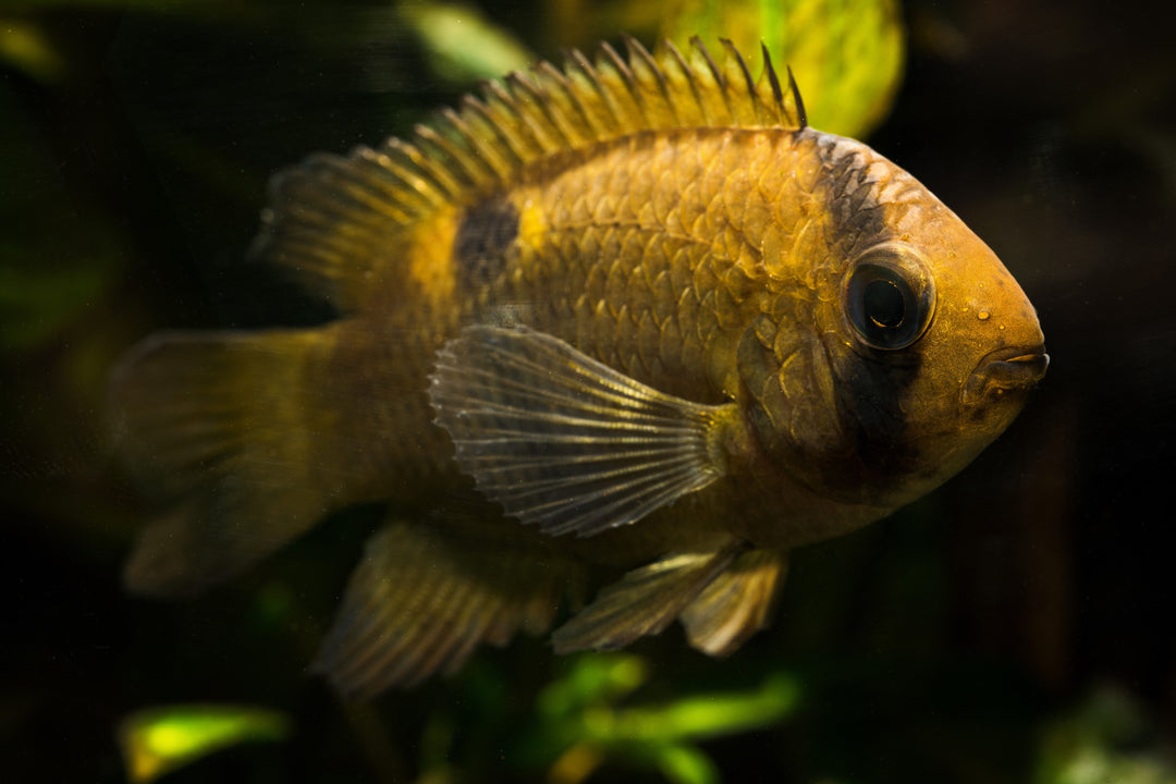 Keyhole Cichlid