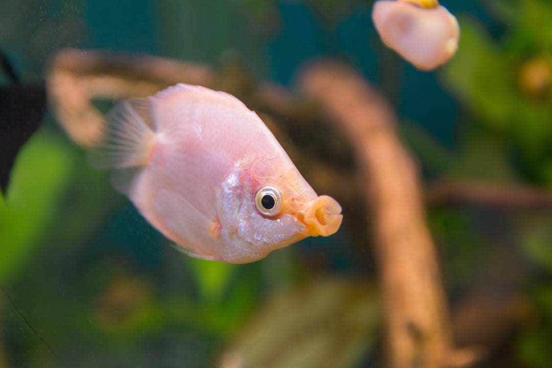 Kissing Gourami