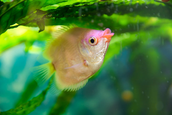 Kissing Gourami