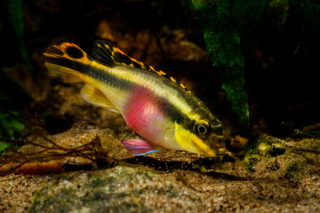 Kribensis
