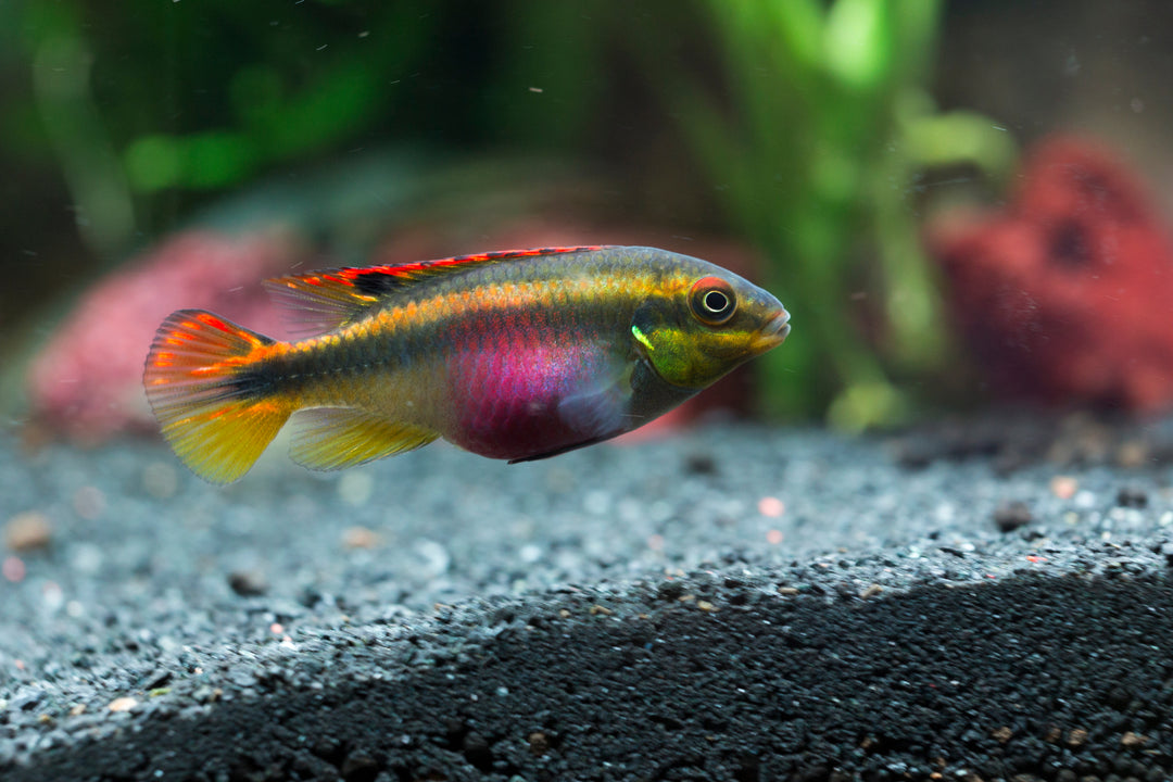 Kribensis